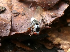Platypezidae