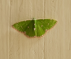 Argyrocosma inductaria