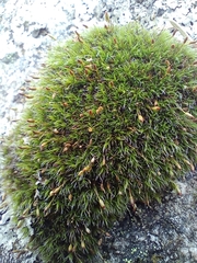 Grimmia longirostris