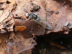 Platypezidae