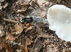 Platypezidae