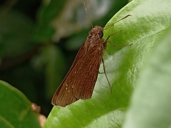 Caltoris cormasa