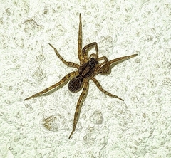 Lycosinae