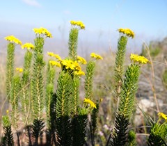 Euryops erectus