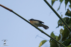 Cyornis whitei