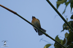 Cyornis whitei