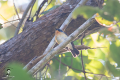 Cyornis whitei