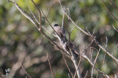 Pycnonotus aurigaster