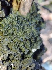 Leptogium brebissonii