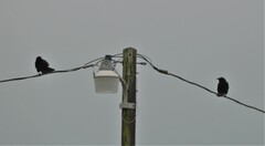 Corvus brachyrhynchos