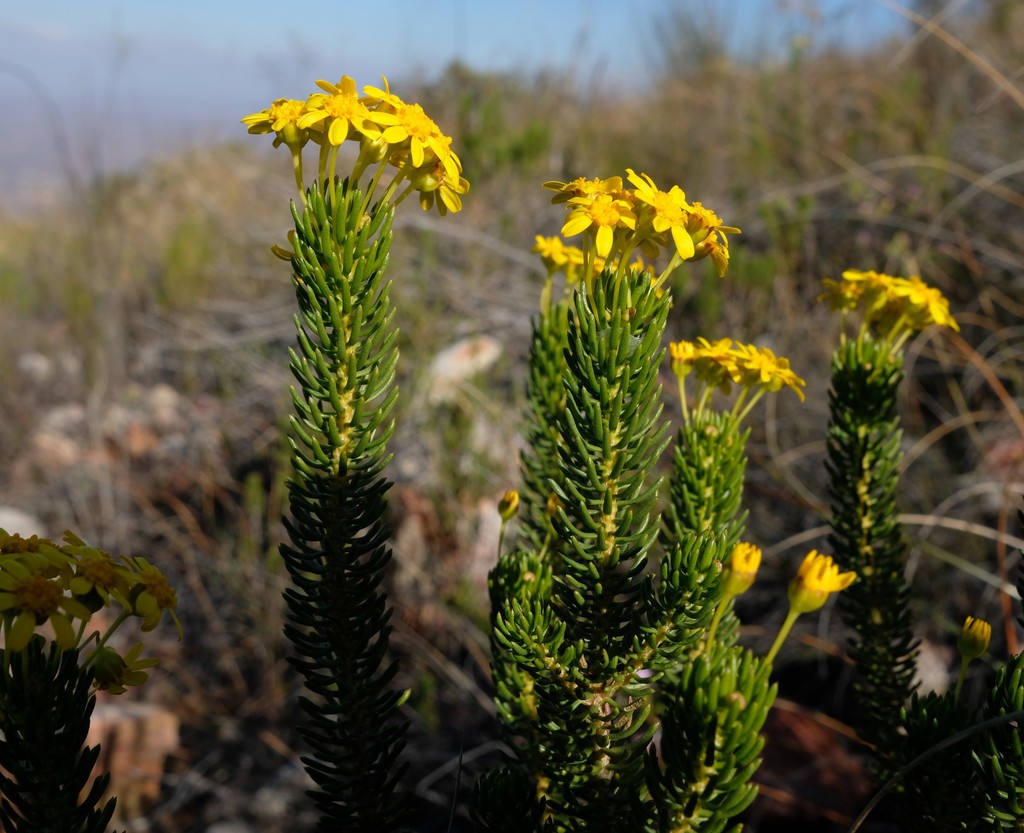 Euryops erectus
