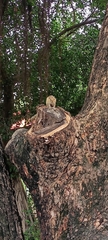 Funambulus palmarum