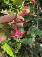 Ipomoea repanda
