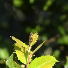 Meliscaeva auricollis