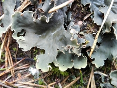 Peltigera malacea