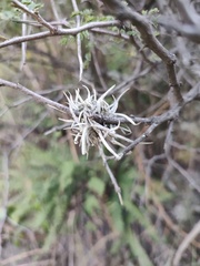 Tillandsia recurvata