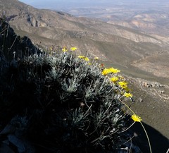 Euryops othonnoides