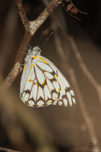 Belenois grandidieri