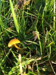 Gliophorus psittacinus