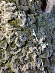 Leptogium brebissonii