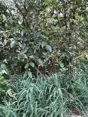 Psidium guajava