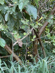 Psidium guajava