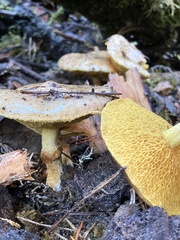 Suillus umbonatus