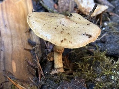 Suillus umbonatus