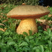 Lurid Bolete - Photo (c) anonymous, some rights reserved (CC BY-SA)
