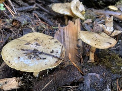 Suillus umbonatus