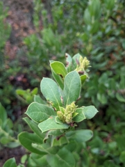 Arctostaphylos regismontana