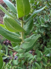 Arctostaphylos regismontana