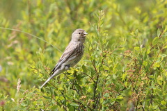 Linaria flavirostris