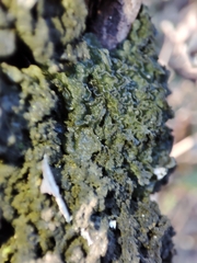 Leptogium brebissonii