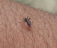 Aedes aegypti