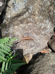 Eutropis multifasciata