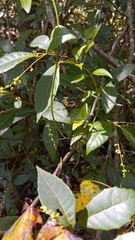 Allophylus crassinervis