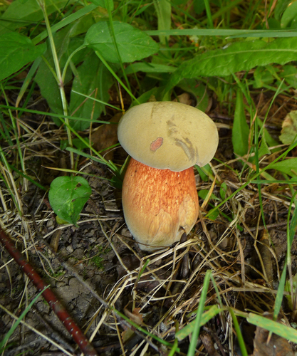 Lurid Bolete