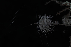 Tillandsia recurvata