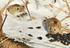 Clethrionomys gapperi