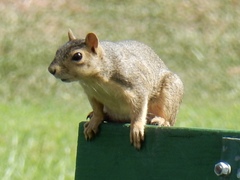 Sciurus niger