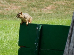Sciurus niger