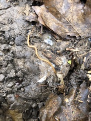 Haplophilus subterraneus