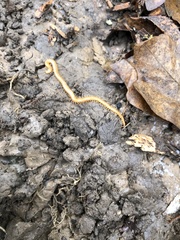 Haplophilus subterraneus