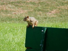Sciurus niger