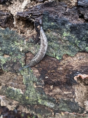 Philomycus carolinianus