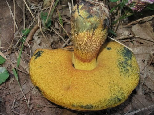 Lurid Bolete