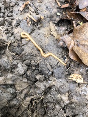 Haplophilus subterraneus