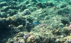 Abudefduf vaigiensis