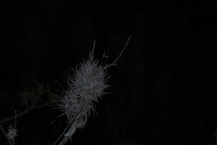 Tillandsia recurvata